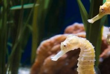 动物有没有无性繁殖，不同种类的繁殖方式各有差异