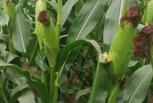 福玉2号玉米栽培技术要点，中上等肥力地块种植