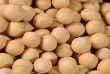 大豆品种主要有哪些，分为青大豆、黄大豆、黑大豆等