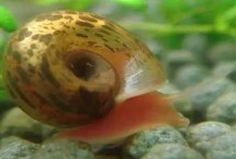 苹果螺怎么繁殖，通过产卵的方式