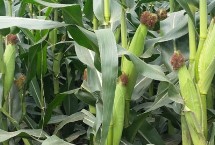 仲甜16号玉米栽培技术要点，4月中旬播种