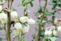 蓝莓能否冷冻保存，通常不会开出黄色花