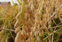 荃优谷德水稻栽培技术要点，全生育期133.6天