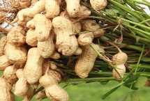 花生北方能种吗，这6种可选