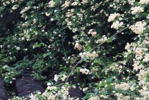 木香花的品种，与产地、苗龄、品种有关