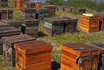 蜜蜂巢虫的防治方法,安装挡板可有效避免胡蜂入侵