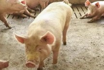 猪不吃食是什么病，需要及时给猪通便