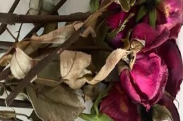 怎么制作干花，可采取晾晒、制干、挖除霉菌等措施