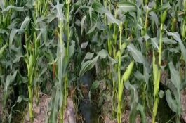 先玉042玉米栽培技术要点，选择中等以上肥力地种植