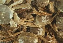 江苏省金湖县的特产，白马湖大闸蟹远销四方