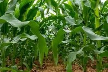 金博士729玉米栽培技术要点，中上等肥力地块种植