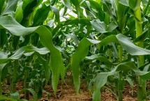 盈实H58玉米栽培技术要点，高抗茎腐病