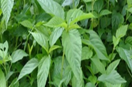 帝王菜简介，就是指长蒴黄麻