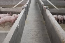 养猪场污水怎么处理，成本低且有质量优势