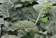 西兰花整地方法，株行距一般在40-50厘米