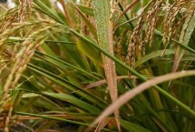泰优7203水稻栽培技术要点，每亩大田用种量0千克