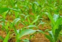 GK9988玉米栽培技术要点，中抗穗腐病