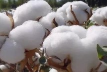创棉513棉花栽培技术要点，4月15日－20日播种