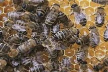 蜜蜂秋繁是什么意思，指蜜蜂秋季快速繁殖