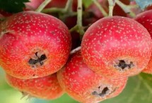 山楂树什么时候嫁接，浸泡后可进行沙藏