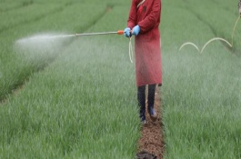 小麦除草剂打重了怎么办，掌握好三改、二严、一选择