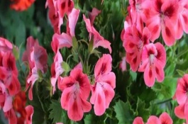 天竺葵能不能四季开花，表现为枝叶干枯、盆土干燥等