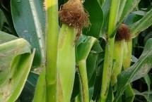 田润092玉米栽培技术要点，播种