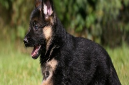 狗狗尾巴下垂代表什么，可能是太无聊了或肛门腺发炎等