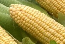 秋乐666玉米栽培技术要点，适宜播种期5月下旬至6月中旬