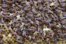 中蜂能不能和意蜂一起养，可以混养但要具备充足的蜜源
