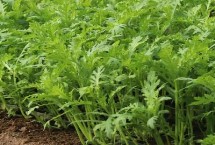 茼蒿菜播种时间，一般只需要40-50天