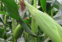 中科玉507玉米栽培技术要点，4月下旬至5月上旬播种