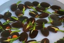 迷你睡莲的种植方式，浸种前须进行人工破口