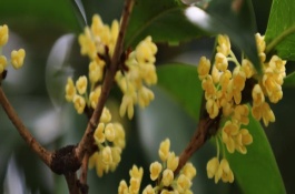 桂花如何采摘，不带毒性均可食用