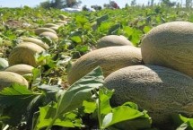 哈密瓜的产地，在我国主产于新疆