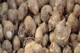 天南星的种植技术，可块茎繁殖也可种子繁殖