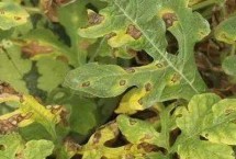 农业防治，主要危害叶片、茎蔓、叶柄和果实