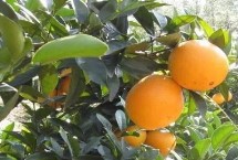 脐橙落叶的防治方式，可能是土壤酸性较大或根系不良等