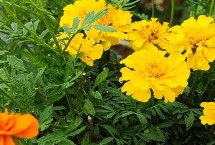 孔雀草冷棚栽培注意事项，可播种繁殖或扦插繁殖