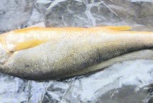 黄鱼有活的吗，黄花鱼又叫做黄鱼