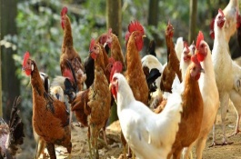 养殖家禽是否要过滤日常饮用水，是指家鸡、火鸡、珍珠鸡等