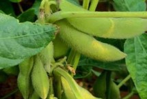 吉育513大豆栽培技术要点，4月末至5月初播种