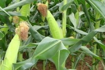 苏科糯1804玉米栽培技术要点，合理安排播期