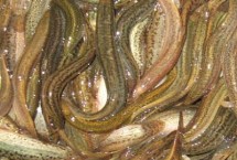 养殖泥鳅所需环境，需从水库、江河、湖泊中获取干净的水源