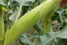 龙育63玉米栽培技术要点，在适应区4月30日左右播种