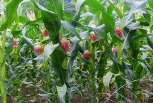 奥原7号玉米栽培技术要点，适宜密度为每亩5000株左右