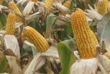 中垦玉21玉米栽培技术要点，4月下旬至5月上旬播种