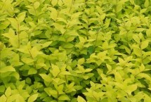 金叶女贞种植注意事项，采用两年生金叶女贞新梢来扦插