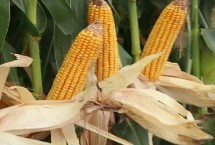 金产678玉米栽培技术要点，施肥总量每亩施复合肥67千克