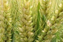 山农67小麦栽培技术要点，适宜播期10月7日～15日